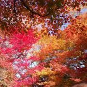りーの画像