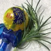ちーの画像