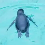 ykの画像
