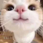 レナの画像