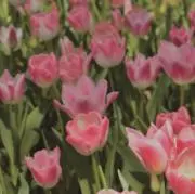 りりの画像