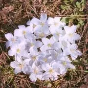 みみ