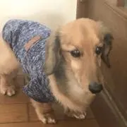 しちべえの画像