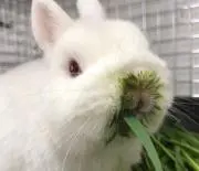 ふの画像