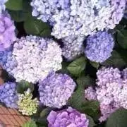 ☆maju☆の画像