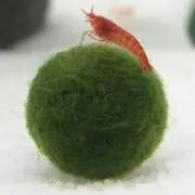 マリモの画像