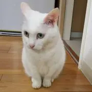 ❄ゆき 　enne  ハンドメイド❄の画像