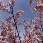 ましゅまろびより(現在発送不可)の画像