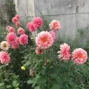 cyaccyaの画像