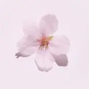rico*の画像