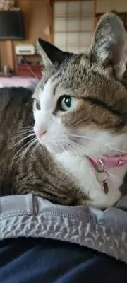いすゞ エキゾーストシャッター - メルカリ