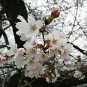 pinchunの画像