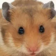 ハムっちの画像