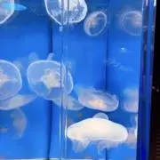 ゆんの画像