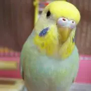 かおりんの画像