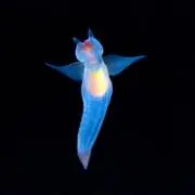 Ko-kaの画像