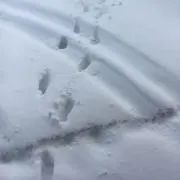 りるきの画像