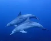 らんの画像