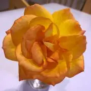 マールの画像