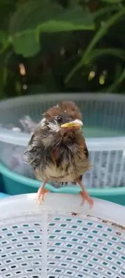 ちゅん太の画像