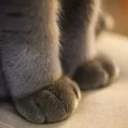 Jessieの画像