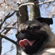 MOIMOIの画像