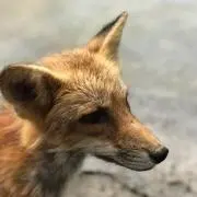 ヤスヒロの画像