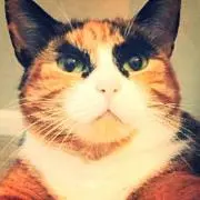Caesarの画像