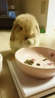 Halkaの画像