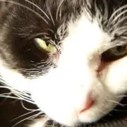 Cocotaro
