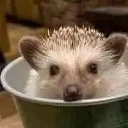 つぐみん