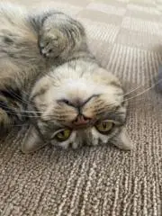りんの画像