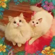 みかんちゃんの画像