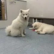 ライオン♡即購入大歓迎の画像