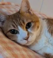 フワフワの画像