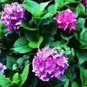 bluepink0007の画像