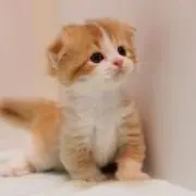 ハロン