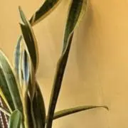 川村壱馬 メンプロ ブレスレット ピアス ブランケット 香水 ラグ 6点