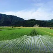 ずんだがもちもちの画像