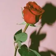 ピンクリボンローズの画像