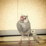 みーきの画像