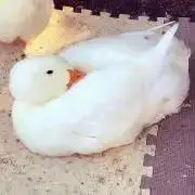HYの画像