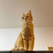 nico♡♡の画像