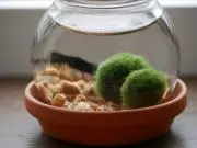 まりも114の画像