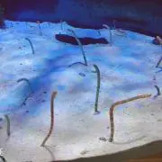 おにぎり太郎の画像