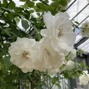 millyの画像