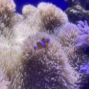 ちゃちの画像