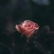 mipoの画像