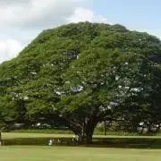 ウッドの画像