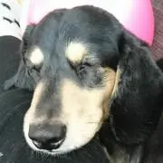 ＊トノさん＊